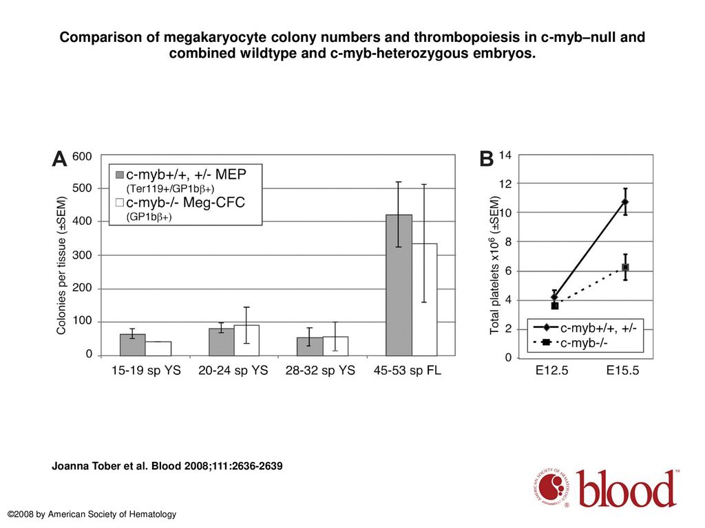 Comparison of megakaryocyte colony numbers and thrombopoiesis in c-myb–null and combined wildtype and c-myb-heterozygous embryos.