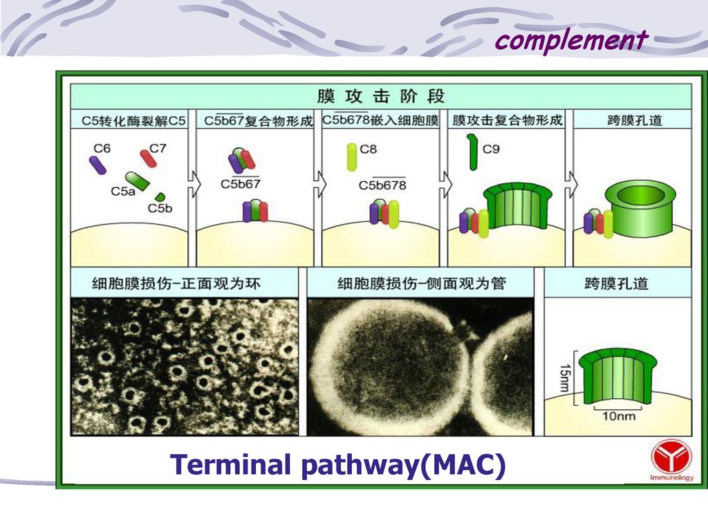 complement Terminal pathway(MAC)