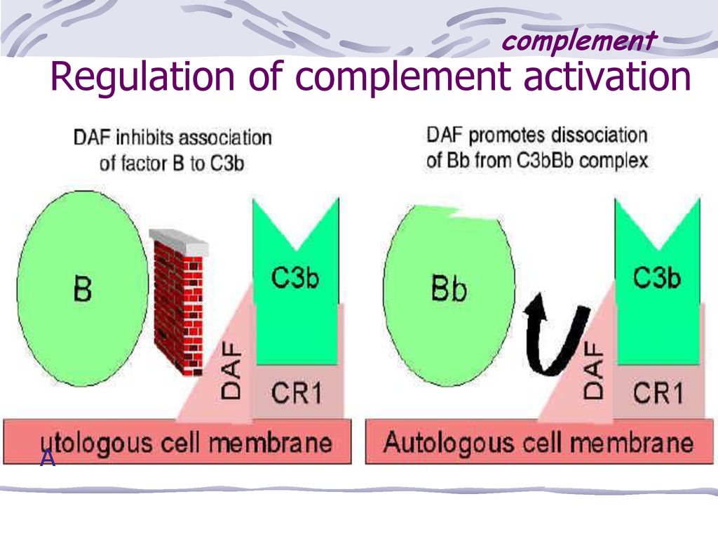 Regulation of complement activation