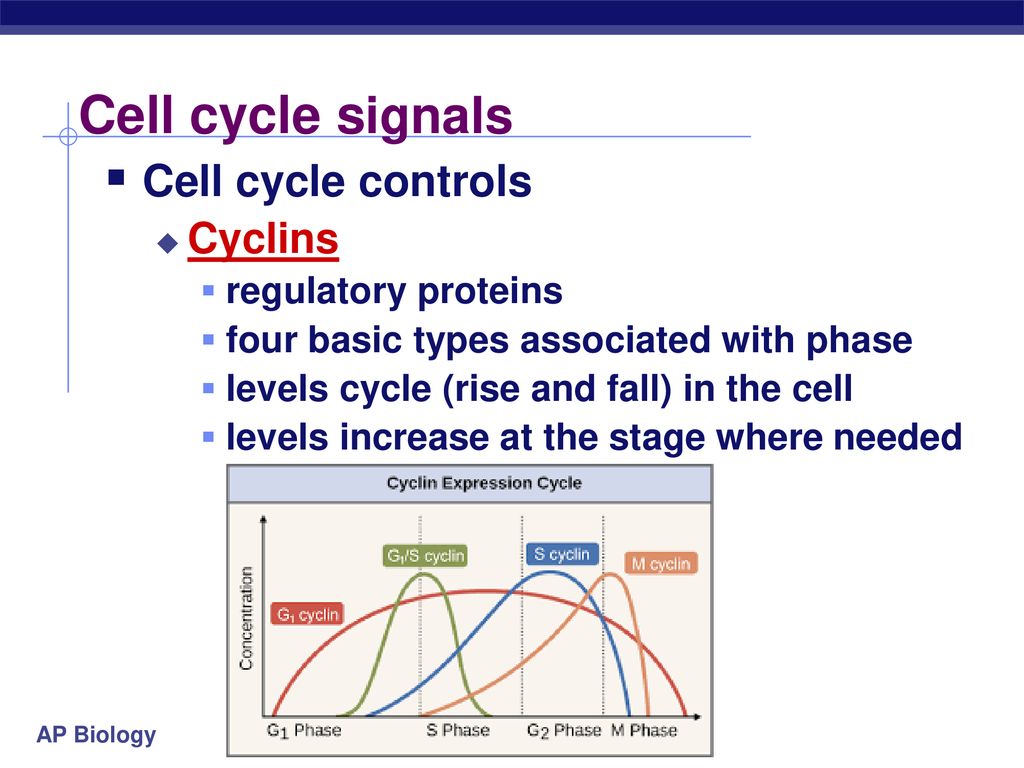 cell cycle regulation worksheet ap biology