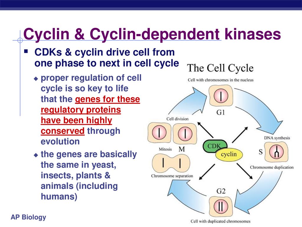 cell cycle regulation worksheet ap biology