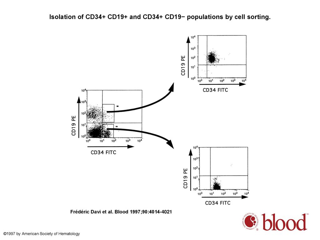 Isolation of CD34+ CD19+ and CD34+ CD19− populations by cell sorting.