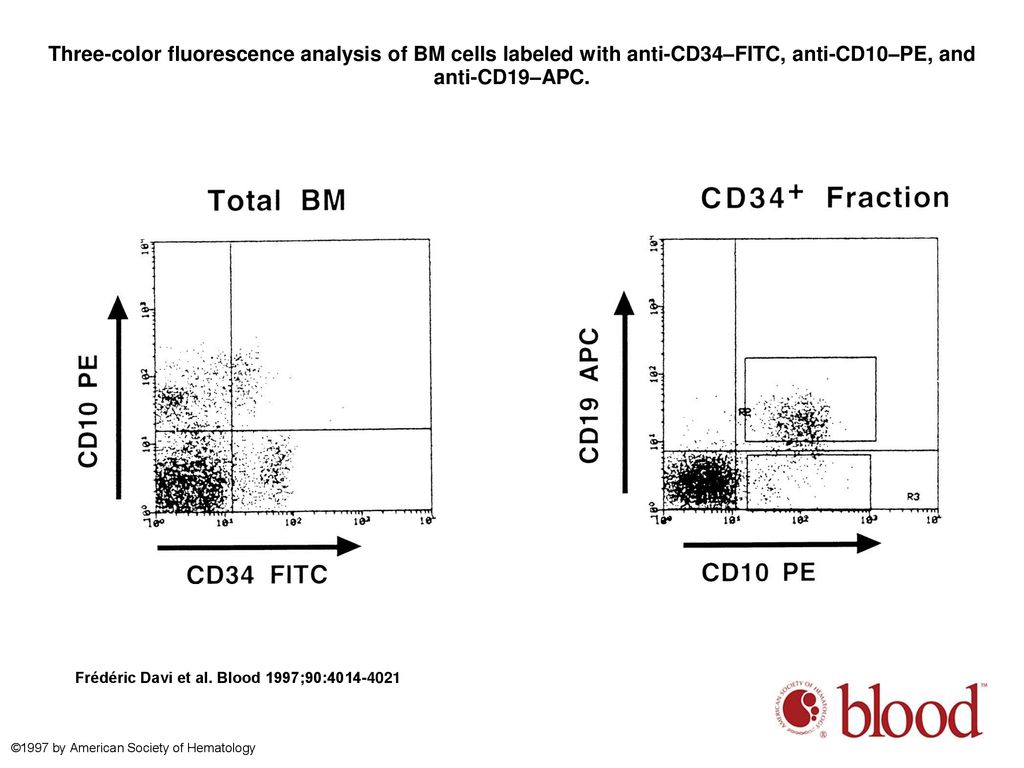 Three-color fluorescence analysis of BM cells labeled with anti-CD34–FITC, anti-CD10–PE, and anti-CD19–APC.