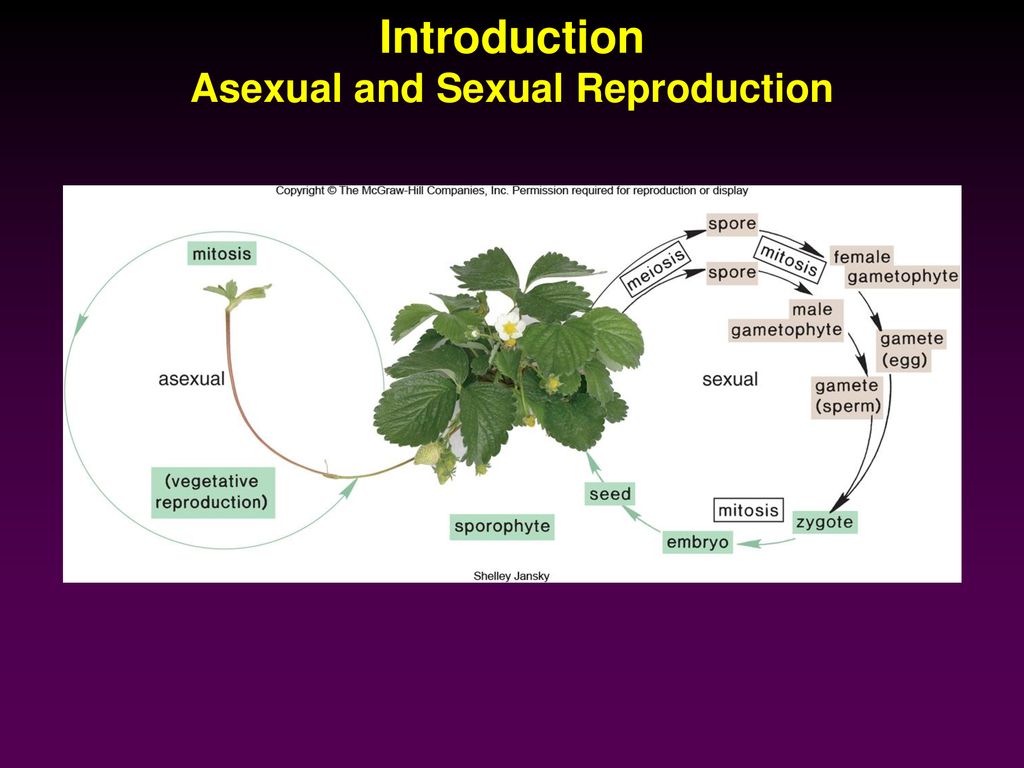 Introduction Asexual and Sexual Reproduction