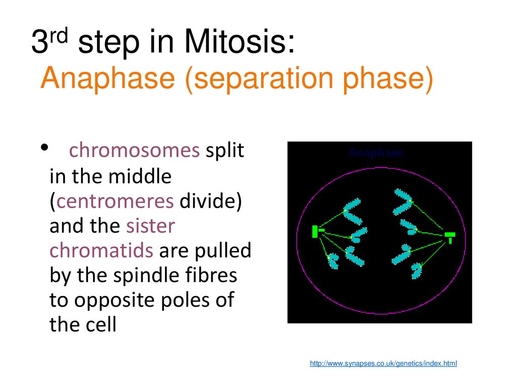 3rd step in Mitosis: Anaphase (separation phase)
