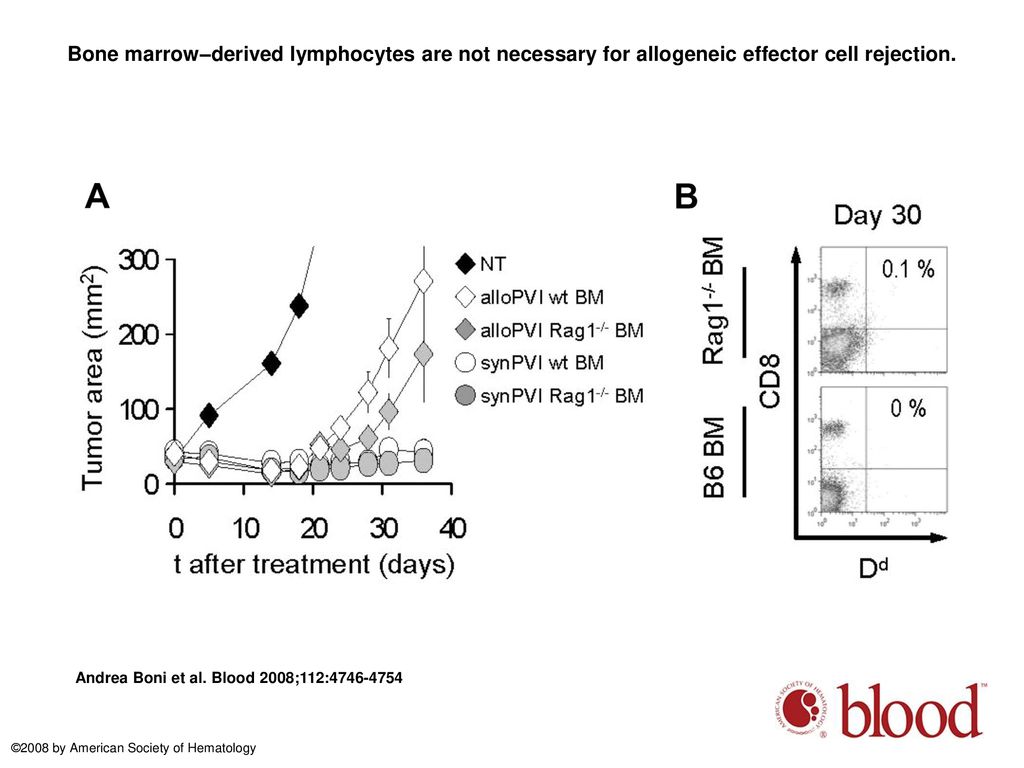 Bone marrow–derived lymphocytes are not necessary for allogeneic effector cell rejection.