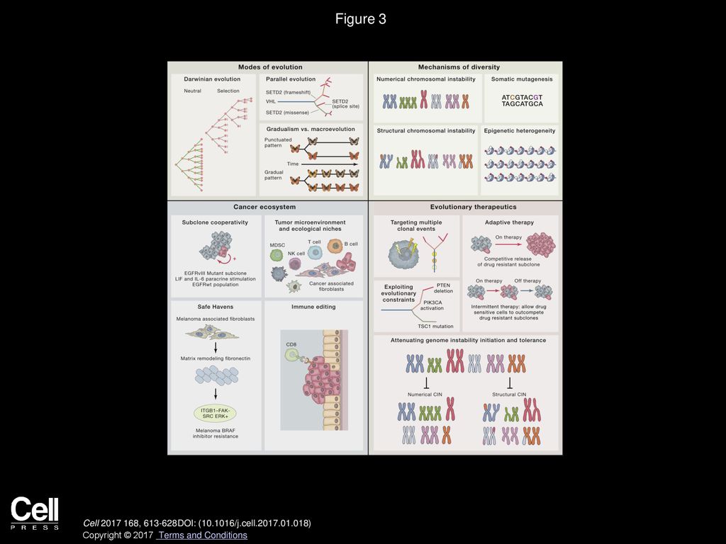 Figure 3 Clonal Heterogeneity and Tumor Evolution: Modes, Mechanisms, Ecosystems, and Evolutionary Therapeutics.