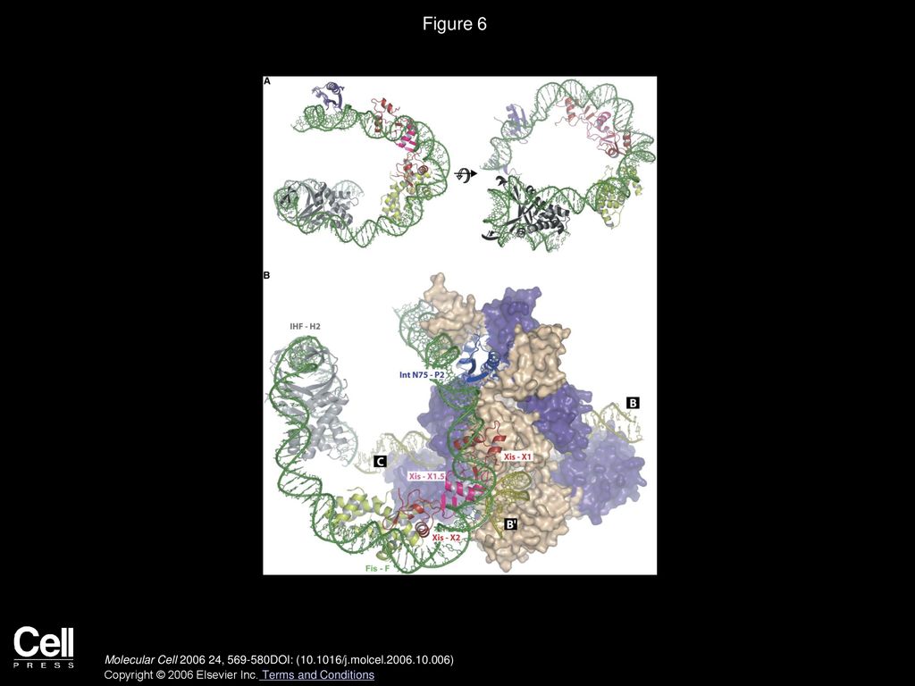 Figure 6 Models of the P-Arm DNA-Six-Protein Regulatory Complex and the Tetrameric Int-Holliday Junction Excisive Recombination Intermediate.