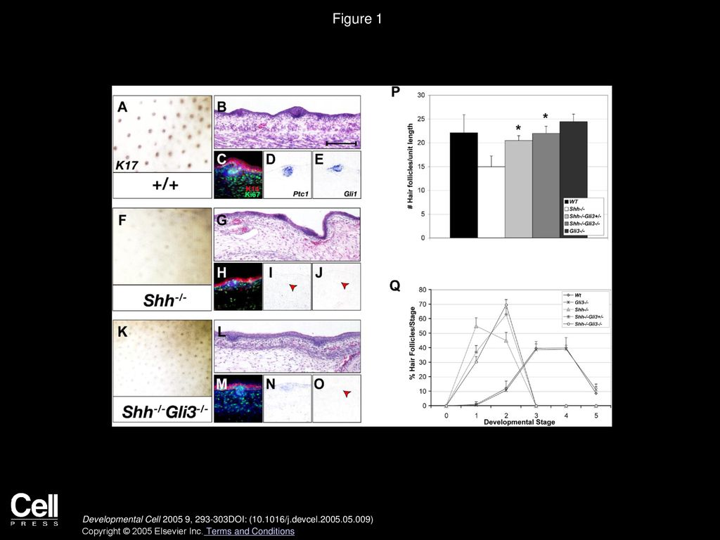 Figure 1 Excess Gli3 Contributes to Follicle Arrest of Shh Mutants