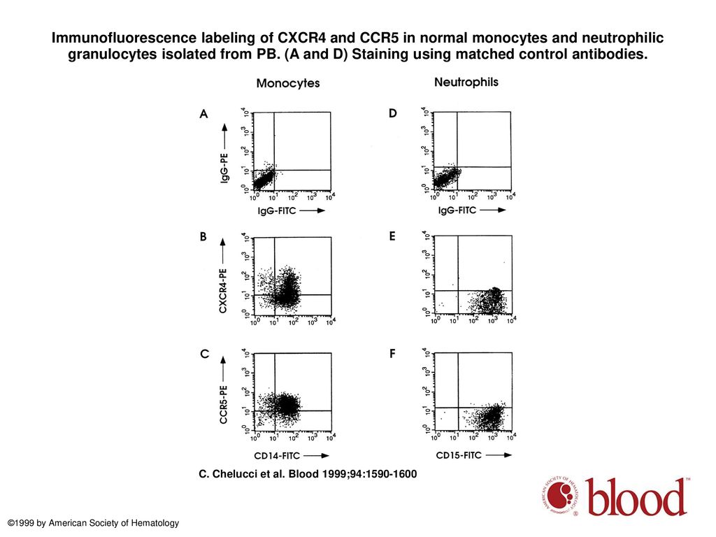 Immunofluorescence labeling of CXCR4 and CCR5 in normal monocytes and neutrophilic granulocytes isolated from PB. (A and D) Staining using matched control antibodies.