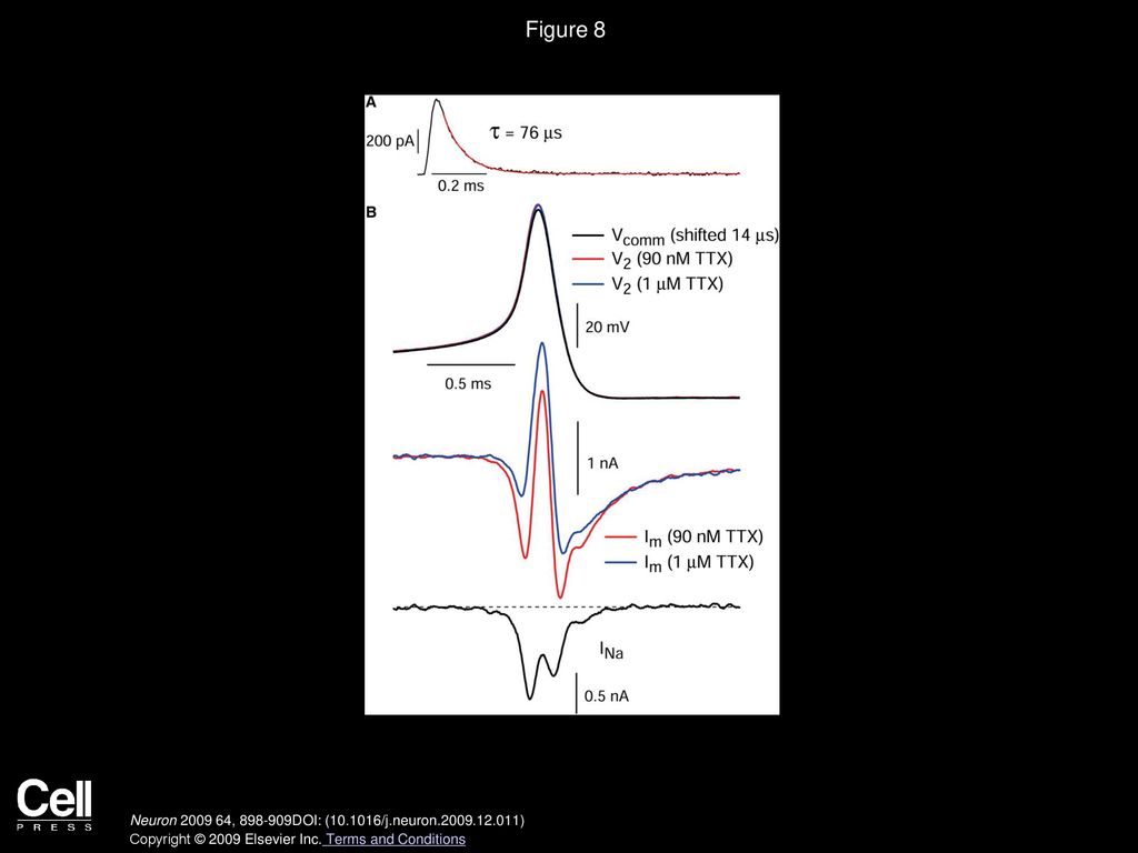 Figure 8 Tests for Voltage Control in Dissociated Purkinje Neurons under Whole-Cell Voltage Clamp at 37°C.