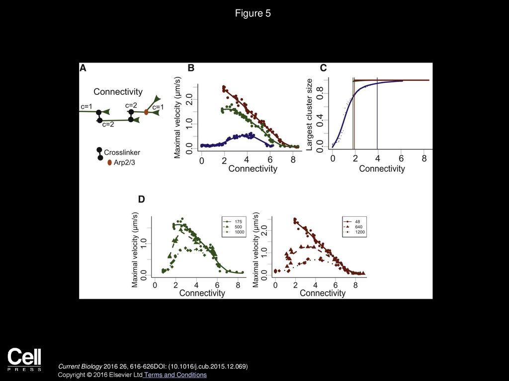 Figure 5 Connectivity Modulates the Contractile Response of Actin Rings.