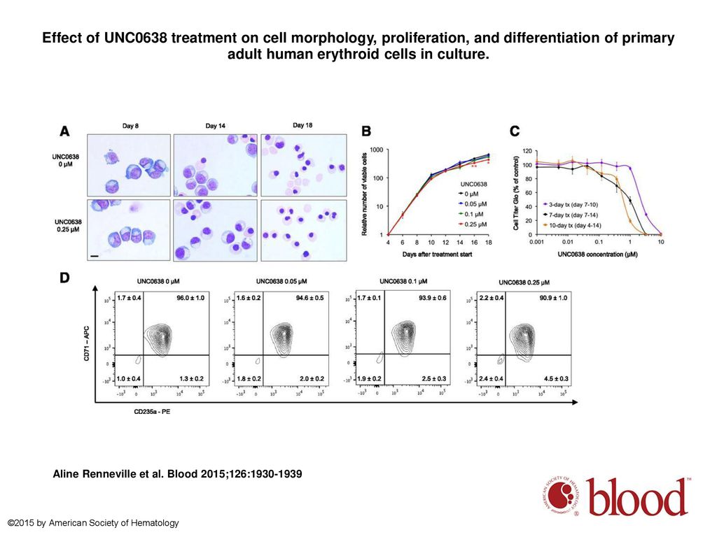 Effect of UNC0638 treatment on cell morphology, proliferation, and differentiation of primary adult human erythroid cells in culture.