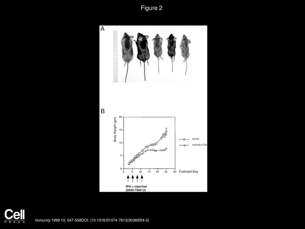 Figure 2 Inactivation of Notch1 in Neonates Leads to Growth Retardation.