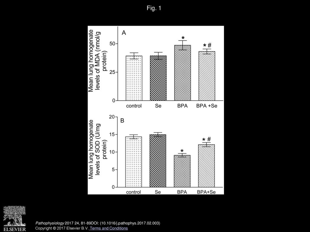 Fig. 1 (A& B) Mean lung homogenate levels of MDA and SOD of the studied groups. Data are displayed as mean±SEM of eight rats.