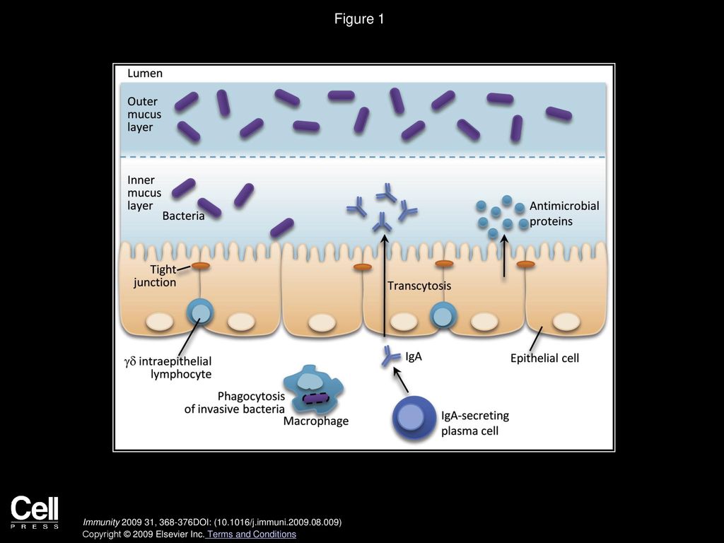 Figure 1 Cells and Molecules that Defend the Intestinal Mucosal Surface.