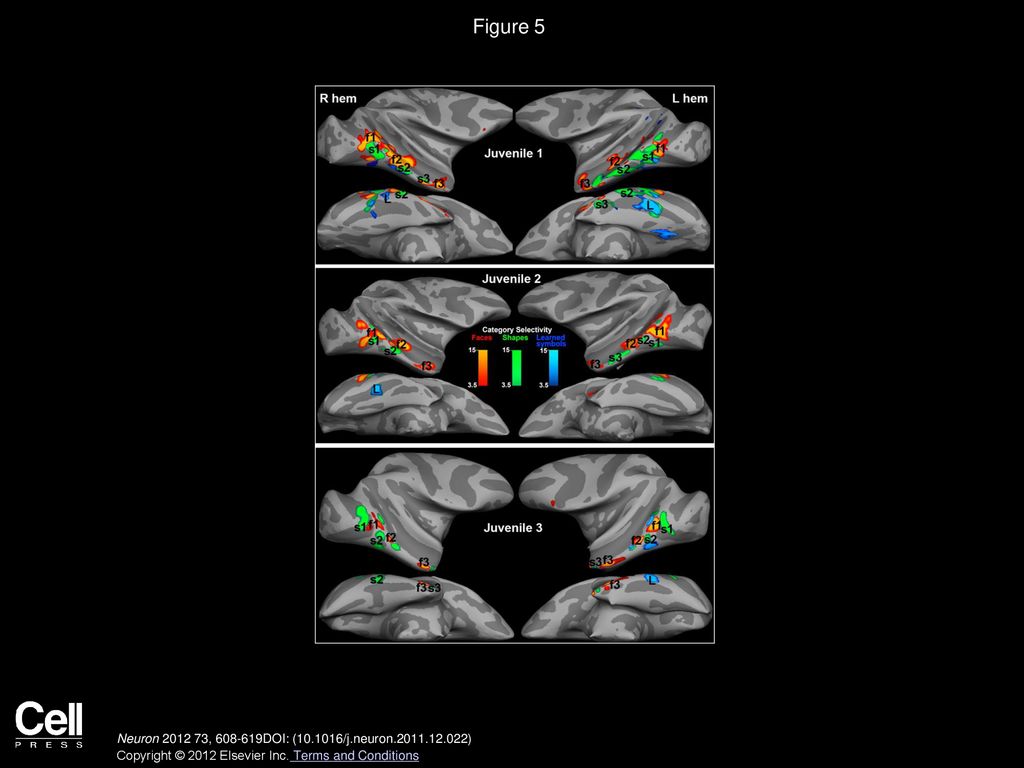Figure 5 Category Selectivity Maps of Three Juvenile Symbol Learners