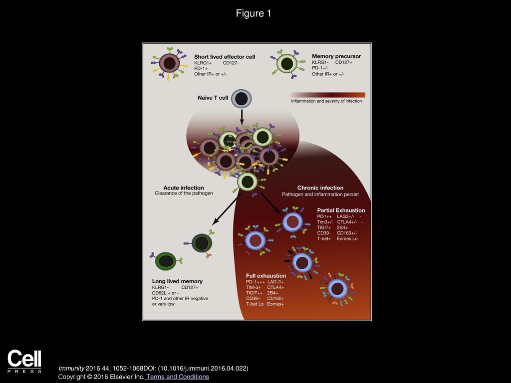 Figure 1 Differentiation Pathway for Development of Tex Cells