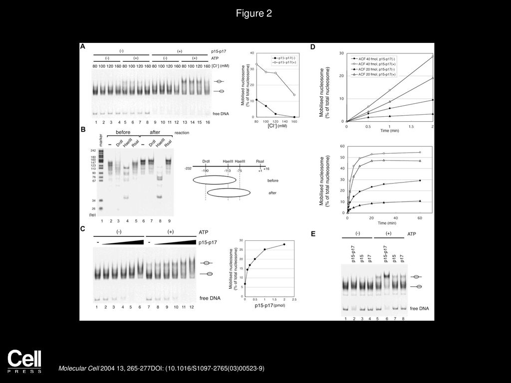 Figure 2 The CHRAC-15/17 Complex Enhances the Nucleosome Sliding Activity of ACF.