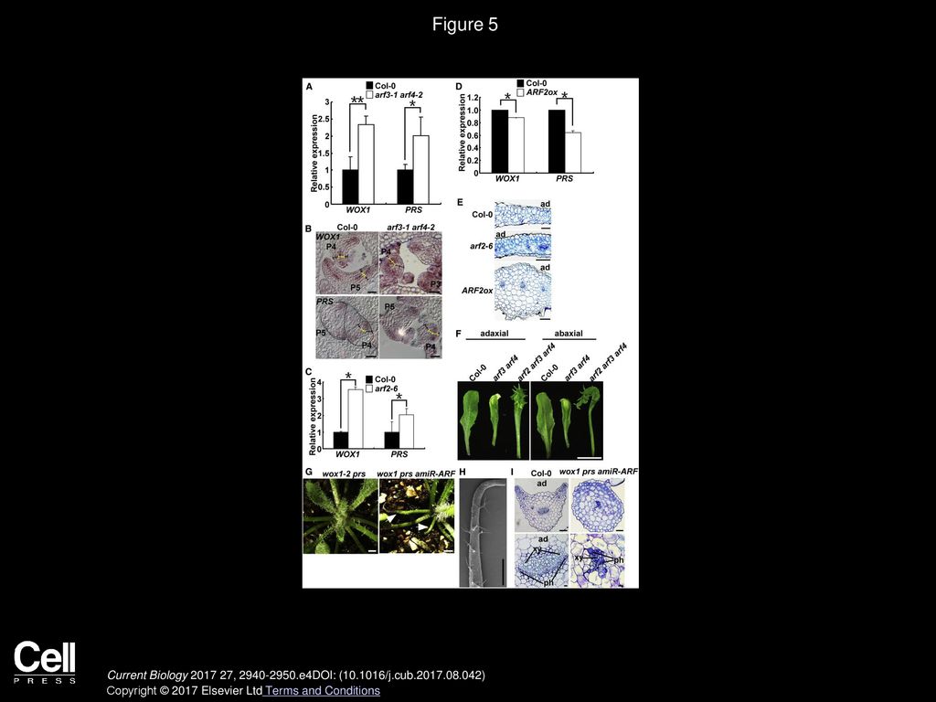 Figure 5 TAS3-Targeted ARFs Inhibit WOX1 and PRS Expression in the Abaxial Domain.