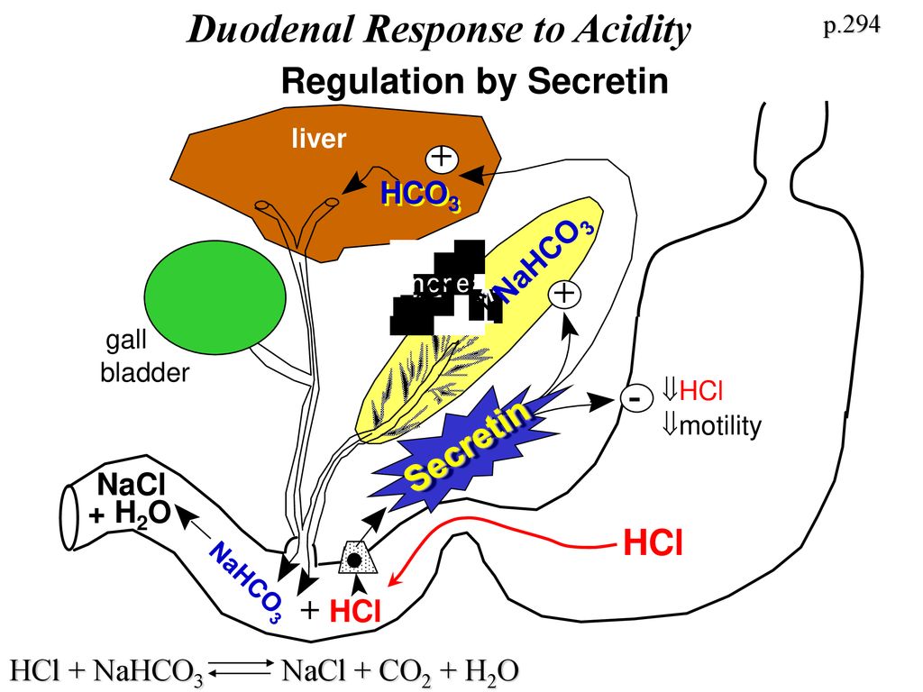 Duodenal Response to Acidity