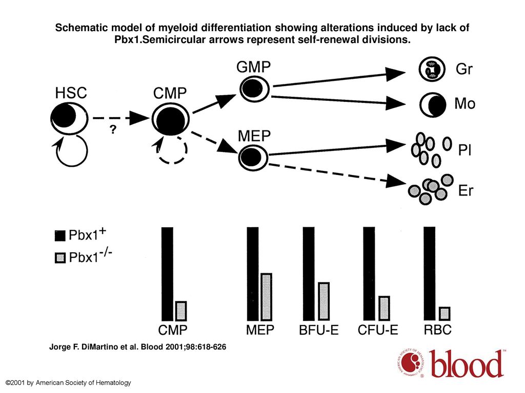 Schematic model of myeloid differentiation showing alterations induced by lack of Pbx1.Semicircular arrows represent self-renewal divisions.