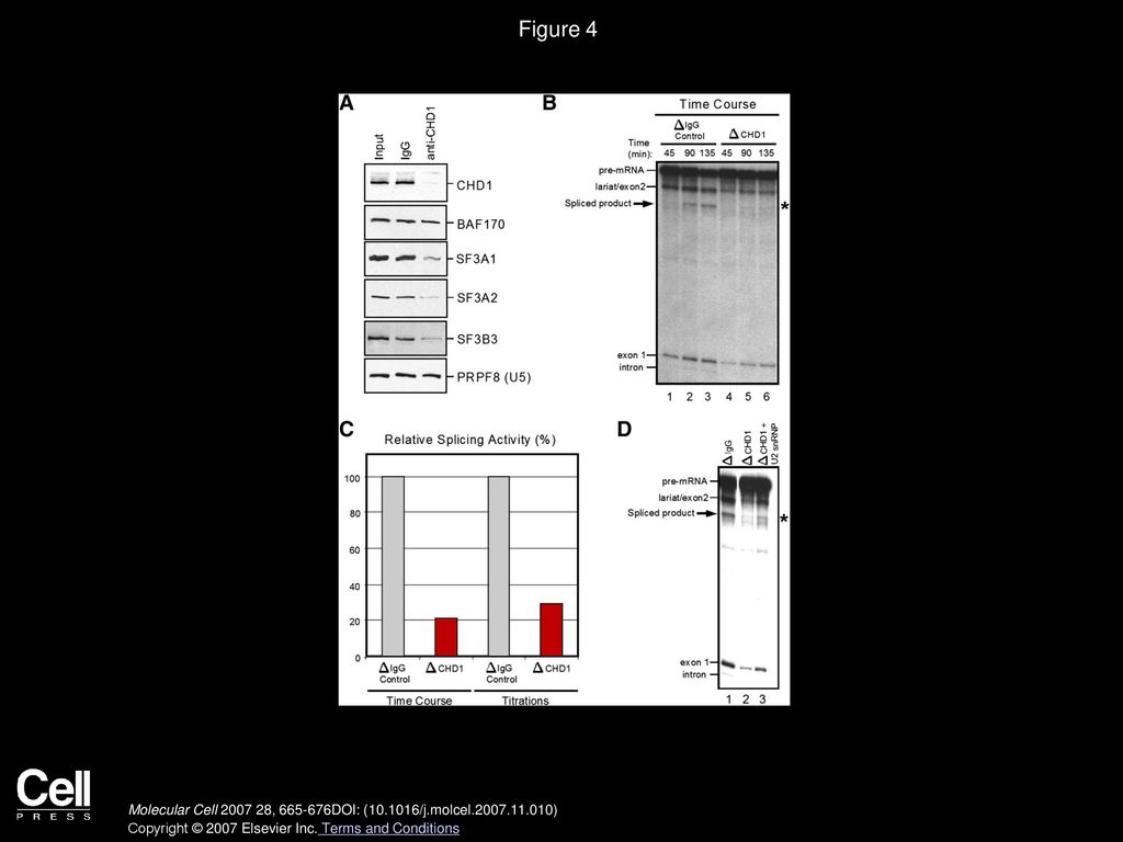 Figure 4 CHD1 Is Functionally Linked to Pre-mRNA Splicing Activity
