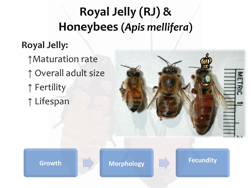 Interactions of major royal jelly proteins and juvenile hormone on growth &  development of Madagascar hissing cockroaches (Gromphadorhina portentosa )  - ppt download