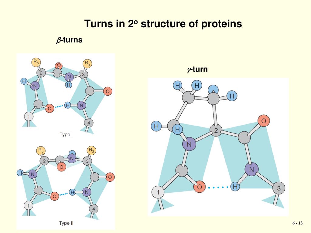 turns in proteins