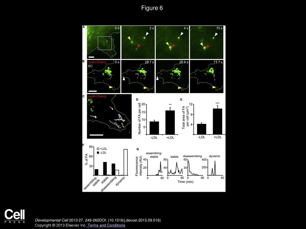 Figure 6 Delivery of BC-Harboring Organelles to FA and Modulation of FA by LDL.