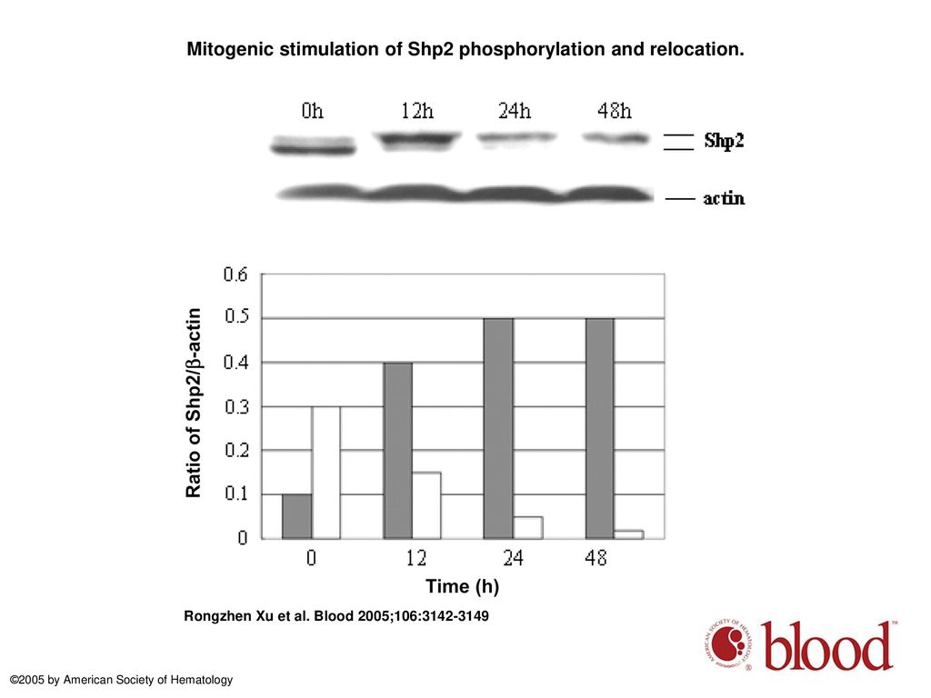 Mitogenic stimulation of Shp2 phosphorylation and relocation.