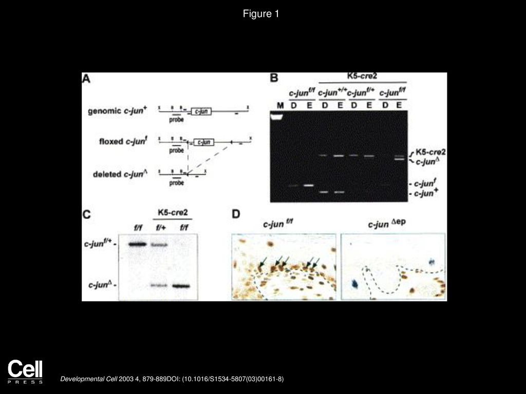 Figure 1 Epidermal-Specific Inactivation of c-jun by the K5-cre2 Transgene.