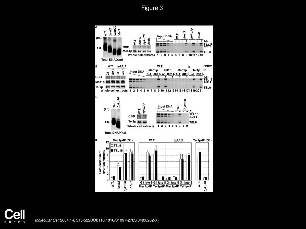 Figure 3 Reciprocal Association of Tel1p and Mec1p with the Telomeres