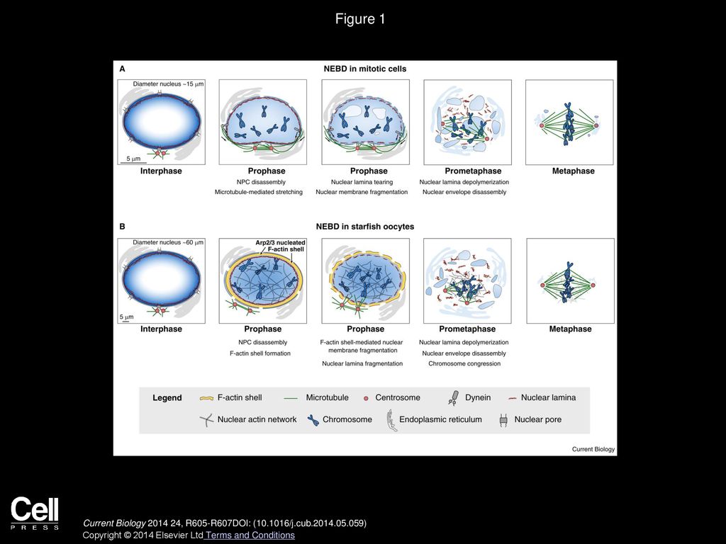 Figure 1 Nuclear envelope breakdown in starfish oocytes is driven by an F-actin shell.