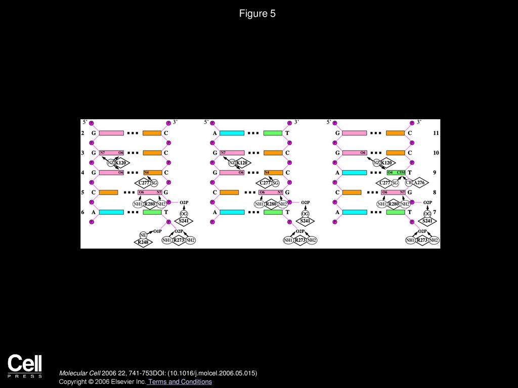 Figure 5 Schematic Representation of Protein-DNA Interactions in the Different Complexes.