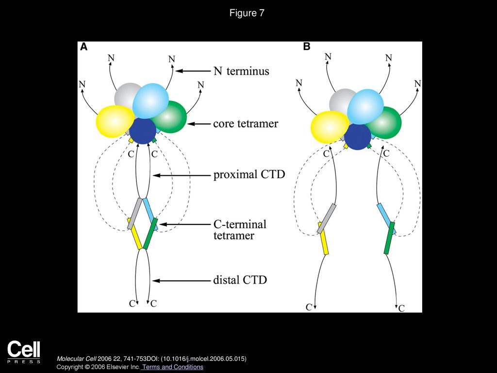 Figure 7 A Model for Full-Length p53 Tetramer Bound to DNA