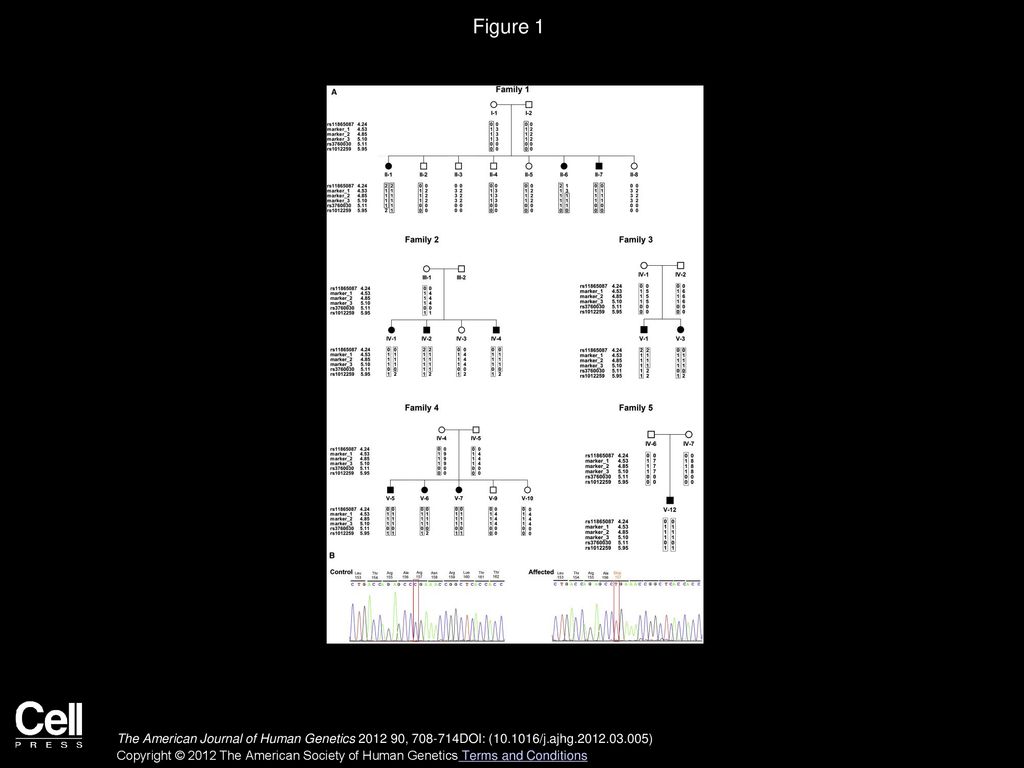Figure 1 Families 1–5 Haplotypes and the c.469C>T Mutation in Exon 7 of ROGDI.