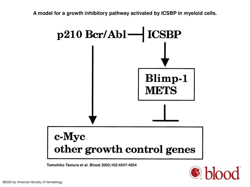 A model for a growth inhibitory pathway activated by ICSBP in myeloid cells.
