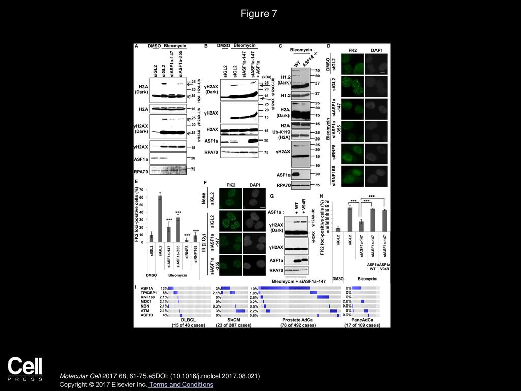 Figure 7 DSB-Dependent Ubiquitination on Histones and FK2 Focus Formation Require ASF1a.