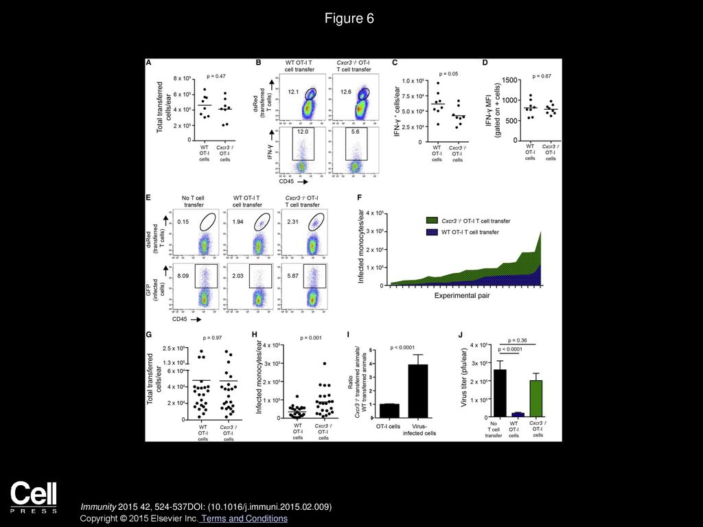 Figure 6 Cxcr3−/− CD8+ T Cells Do Not Kill Infected Cells as Efficiently as WT CD8+ T Cells Do.