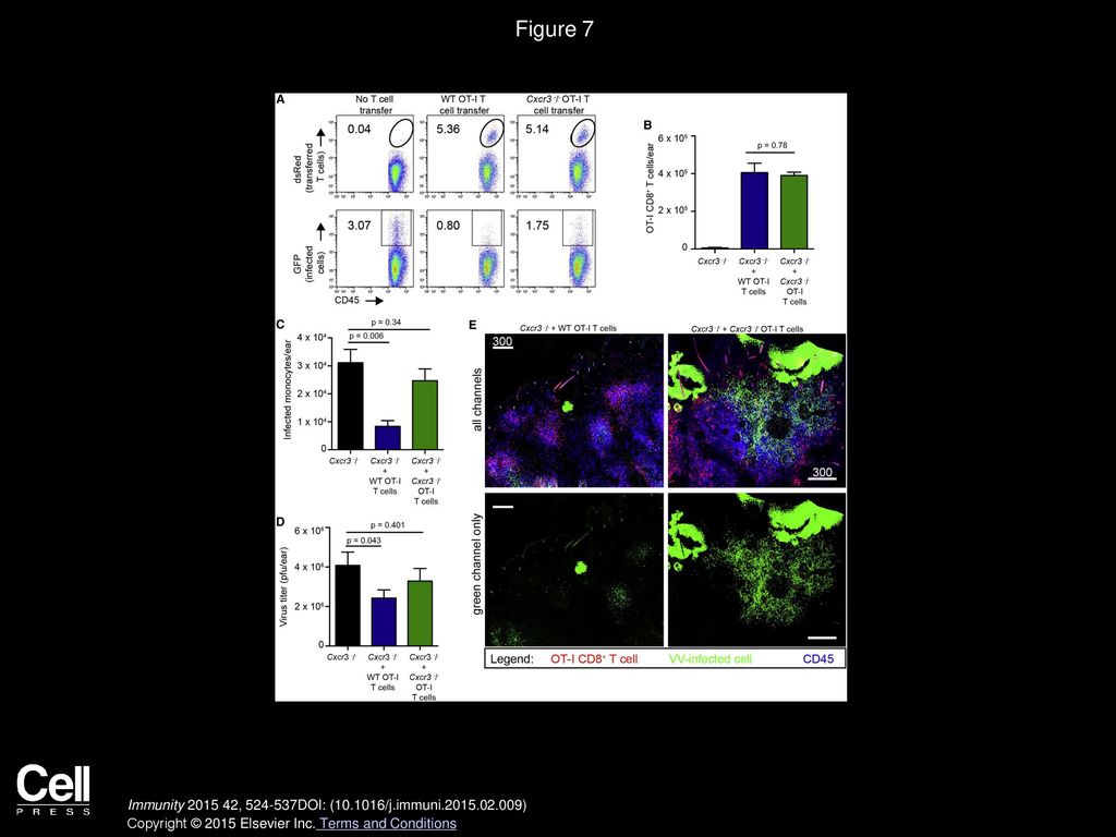 Figure 7 Transfer of WT OT-I CD8+ T Cells into Cxcr3−/− Animals Restores Viral Control.
