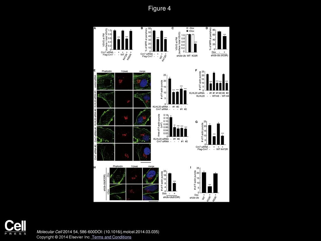 Figure 4 KLHL20-Mediated Crn7 K33-Ubiquitination Promotes F-Actin Assembly to Facilitate Post-Golgi Trafficking.