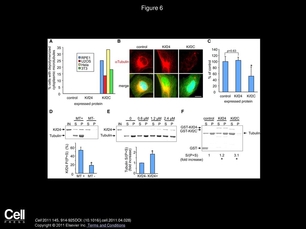 Figure 6 Kif24 Depolymerizes Cytoplasmic Microtubules with Low Efficiency In Vivo and In Vitro.