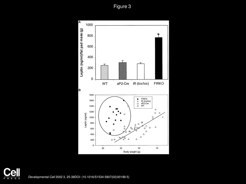 Figure 3 Altered Relationship between Plasma Leptin Levels and Body Weight or Gonadal Fat Pad Mass in FIRKO Mice.