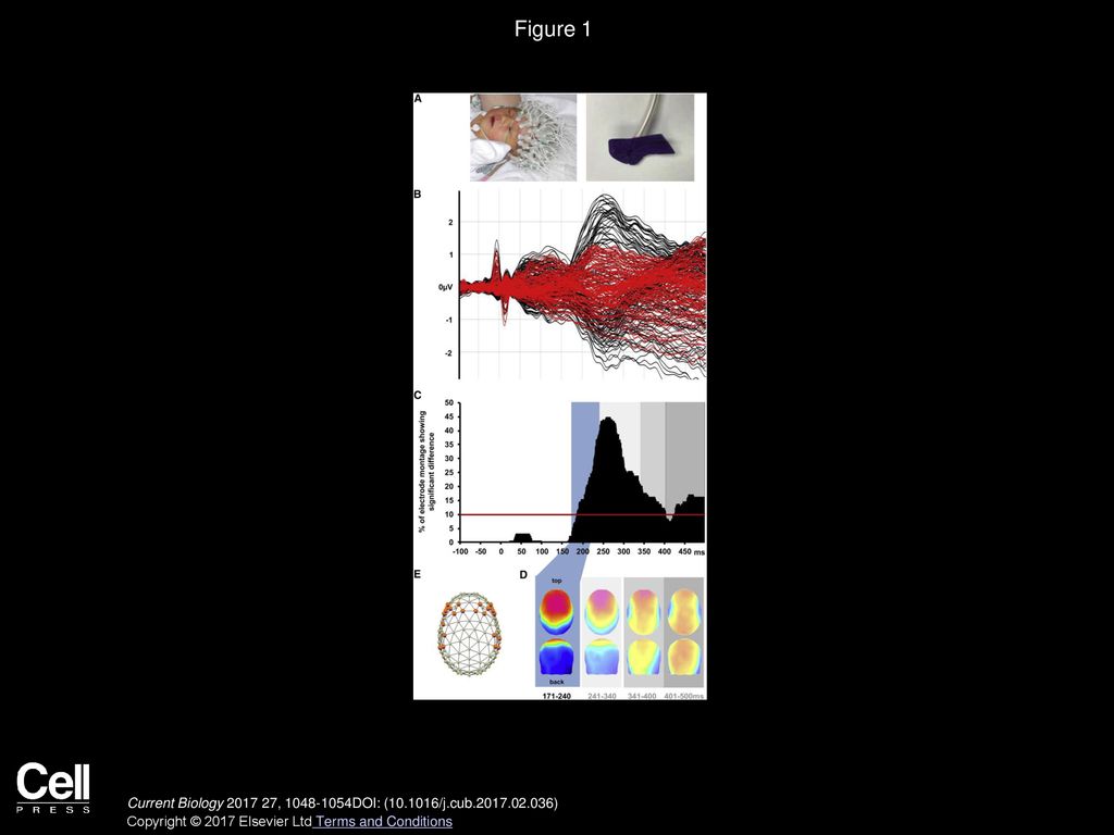 Figure 1 Normative Analysis of ERPs from Full-Term Infants