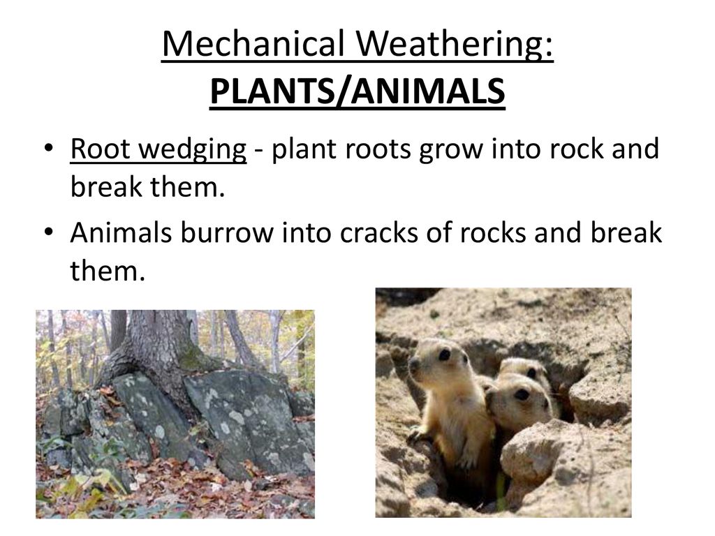 Mechanical Weathering: PLANTS/ANIMALS