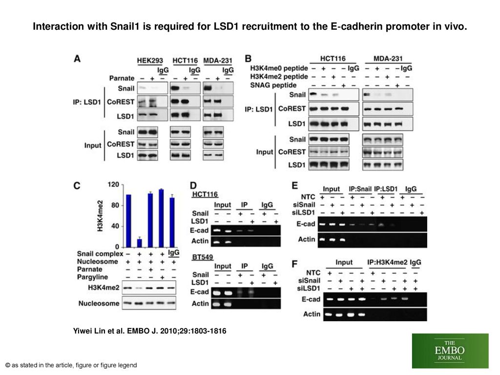 Interaction with Snail1 is required for LSD1 recruitment to the E‐cadherin promoter in vivo.