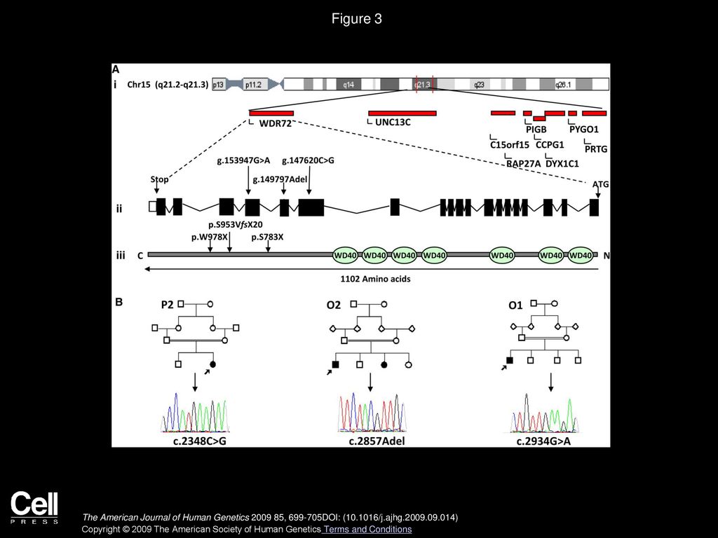 Figure 3 WDR72 Mutations and P2, O1, and O2 Family Pedigrees