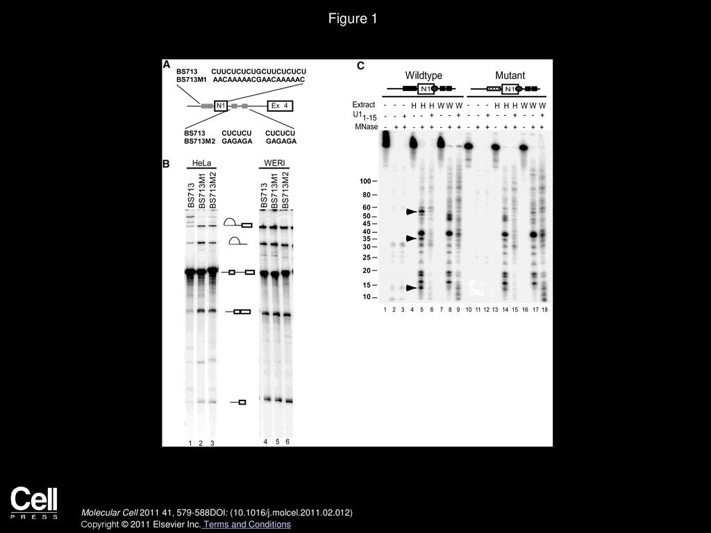 Figure 1 U1 snRNP/5′ Splice Site Interaction Is Altered during Splicing Repression.