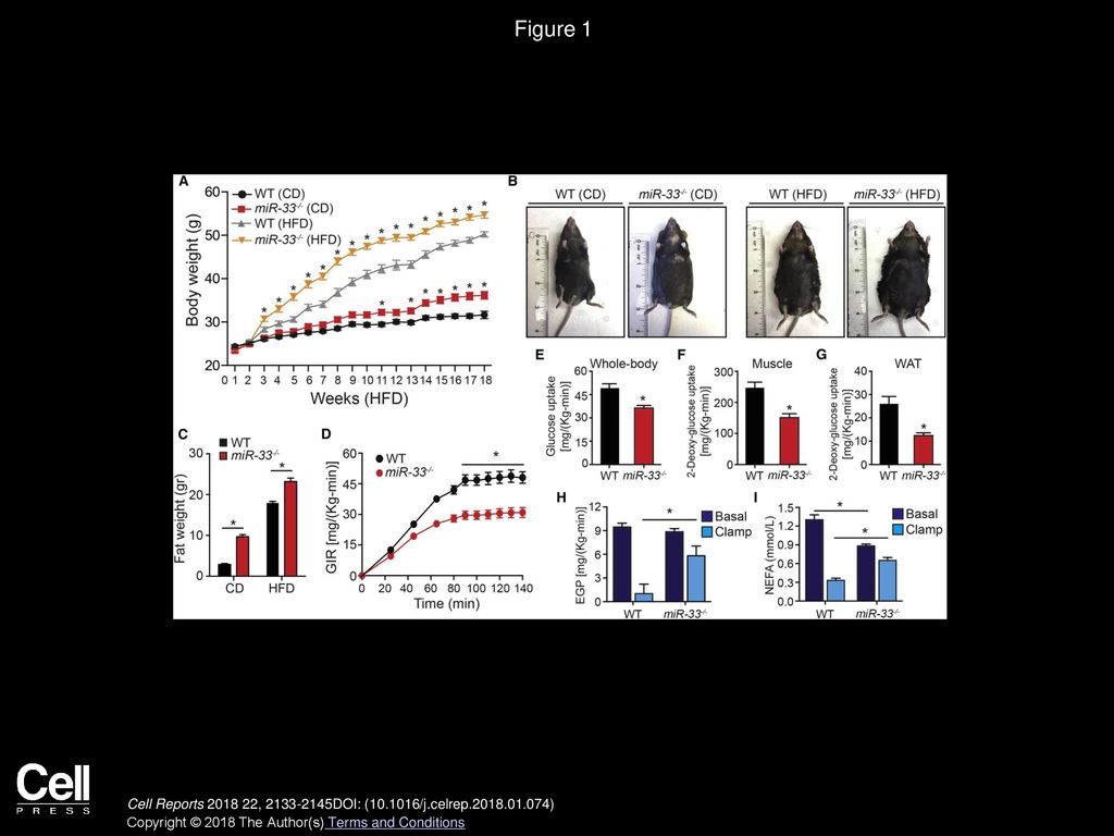 Figure 1 Genetic Ablation of MiR-33 Results in Obesity and Whole-Body Insulin Resistance.